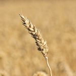 Fungicydy i regulatory wzrostu w rzepaku – wiosenna strategia ochrony
